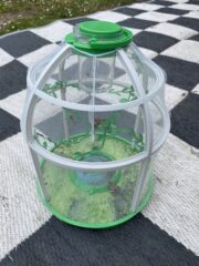 Caterpillars take time to transform into a butterfly.