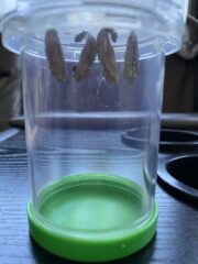 Like a caterpillar emerges as a butterfly, it's ok to be in your cocoon. Taking the time you need to cocoon in life can help you fly too.