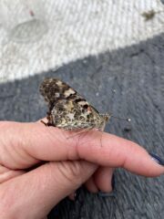 Like a caterpillar emerges as a butterfly, it's ok to be in your cocoon. Taking the time you need to cocoon in life can help you fly too.