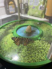 Cocoon in your chrysalis until you are ready to stretch your wings and fly.